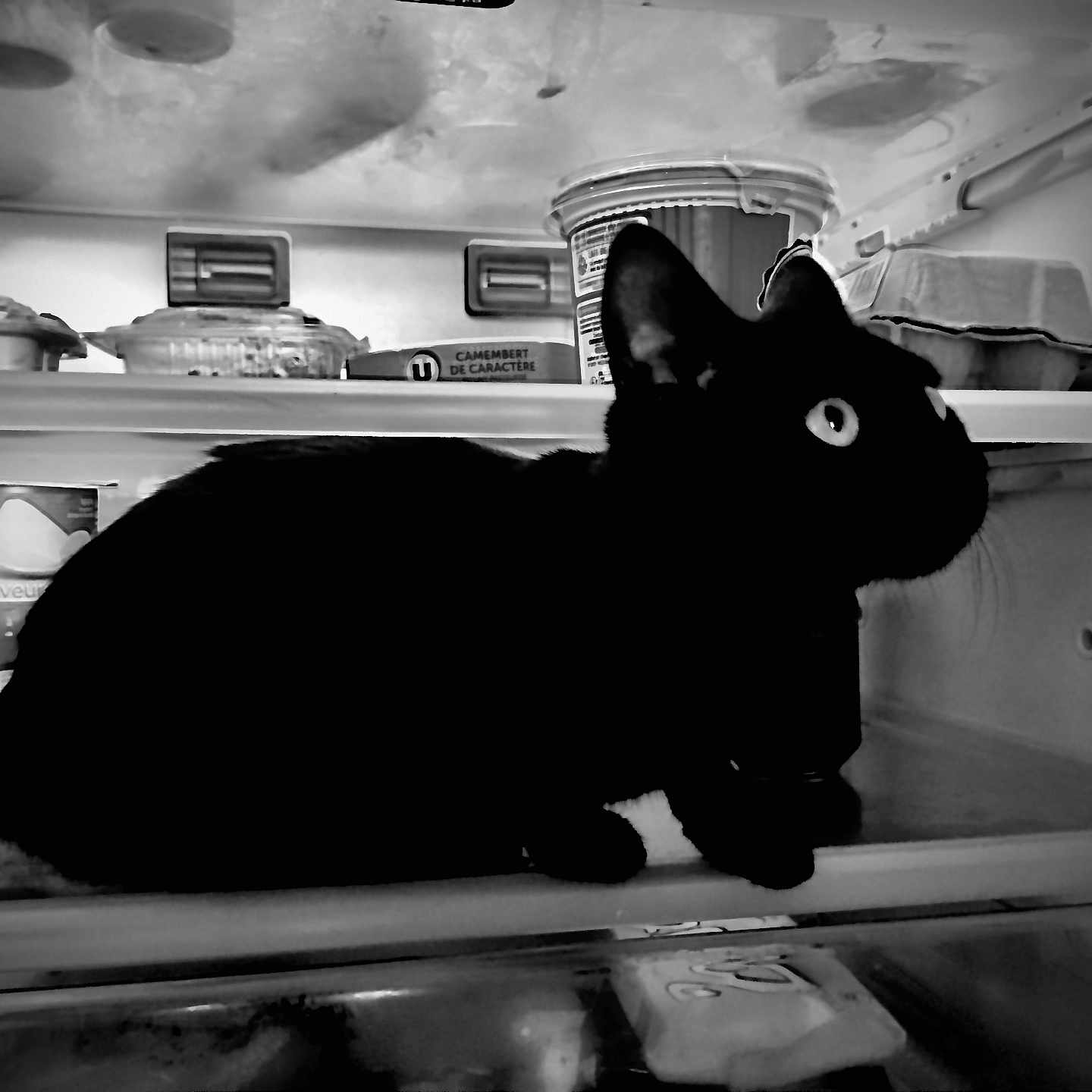 Rougaille Saucisse participe au concours pour gagner de l'argent avec cette photo : animal, black_cat, camembert, cat, container, container_lid, curious, dairy, egg_carton, eyes, food, fridge, indoor, kitchen, pet, shadow, shelf, silhouette, whiskers, yogurt