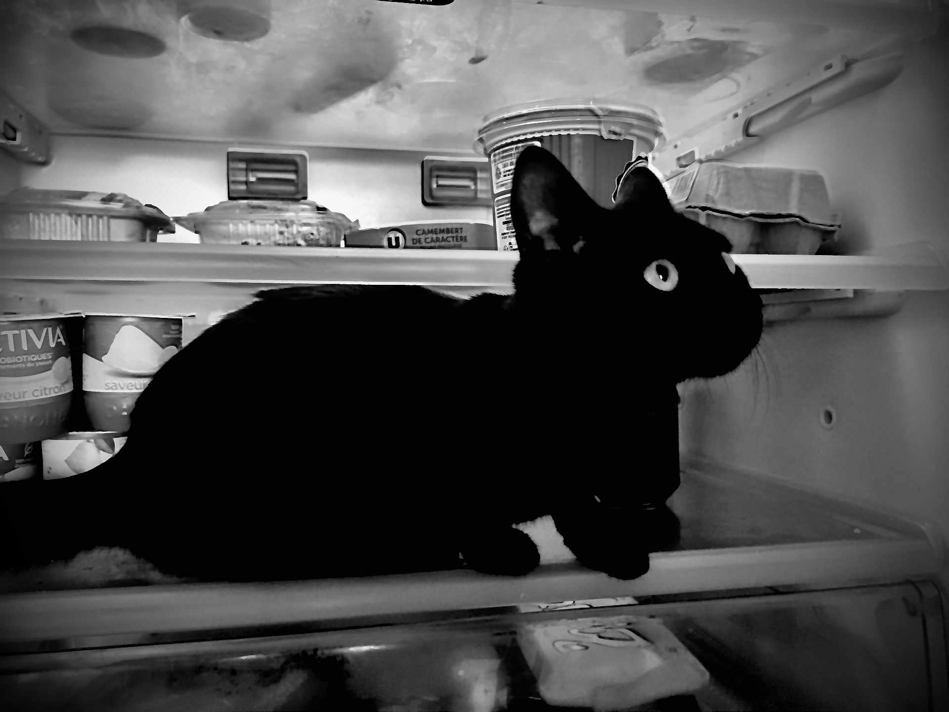 Rougaille Saucisse participe au concours pour gagner de l'argent avec cette photo : cat, black_cat, fridge, food, dairy, container, egg_carton, curious, pet, animal, indoor, kitchen, shelf, yogurt, camembert, container_lid, whiskers, eyes, silhouette, shadow