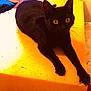 Rougaille Saucisse participe au concours pour gagner de l'argent avec cette photo : black_cat, cat, yellow_foam, foam_cushion, indoor, pet, animal, feline, alert, wide_eyes, stretching, cozy, soft_lighting, yellow_eyes, relaxing, household, furniture, close_up, resting, domestic_animal