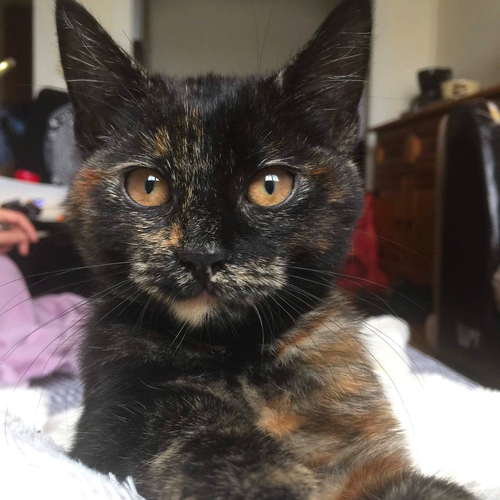 Yiûkah participe au concours pour gagner de l'argent avec cette photo : american_shorthair, american_wirehair, asian, black_cat, carnivore, cat, domestic_long_haired_cat, domestic_short_haired_cat, european_shorthair, eye, felidae, fur, german_rex, kitten, mammal, oriental_longhair, small_to_medium_sized_cats, snout, vertebrate, whiskers