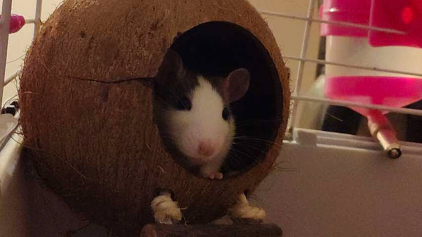 Mystik participe au concours pour gagner de l'argent avec cette photo : chinchilla, degu, eye, fawn, gerbil, guinea_pig, hamster, iris, mammal, mouse, muridae, muroidea, nose, pest, rat, rodent, snout, vertebrate, whiskers