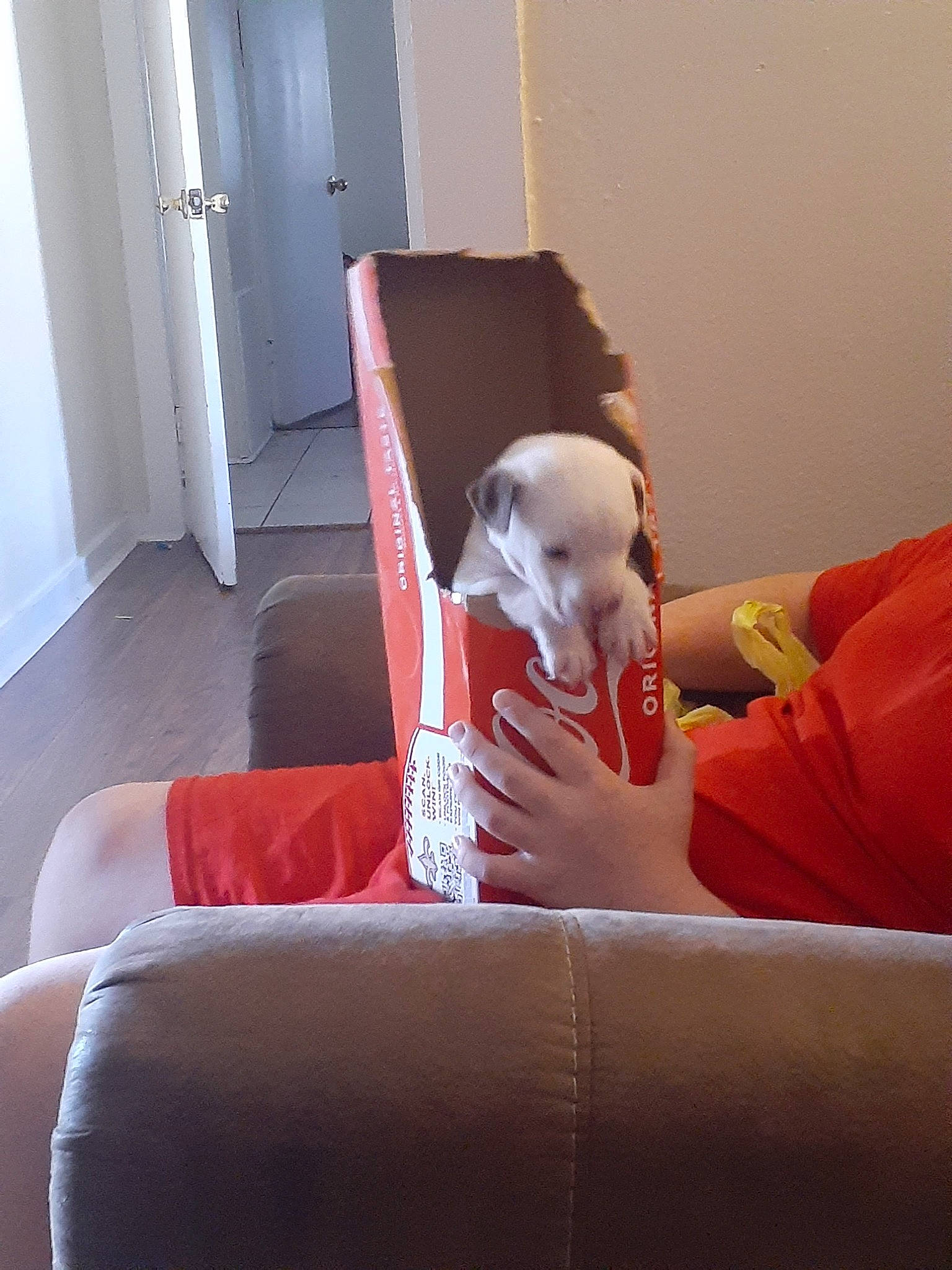 Opie joined the competition — help win amazing prizes! baby, baby_toddler_clothing, child, comfort, couch, door, flooring, fun, furniture, hardwood, human_leg, knee, lap, living_room, room, sitting, studio_couch, thigh, toddler, wood