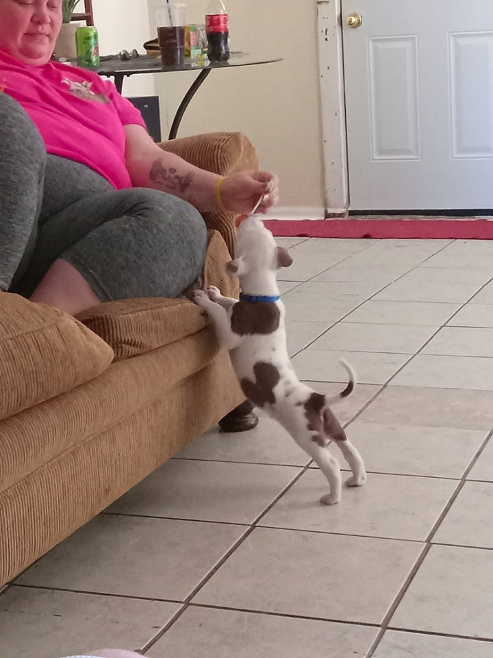 Opie joined the competition — help win amazing prizes! carnivore, comfort, companion_dog, couch, dog_breed, door, fawn, felidae, floor, flooring, foot, hardwood, human_leg, knee, lap, smile, sock, thigh, trunk, wood