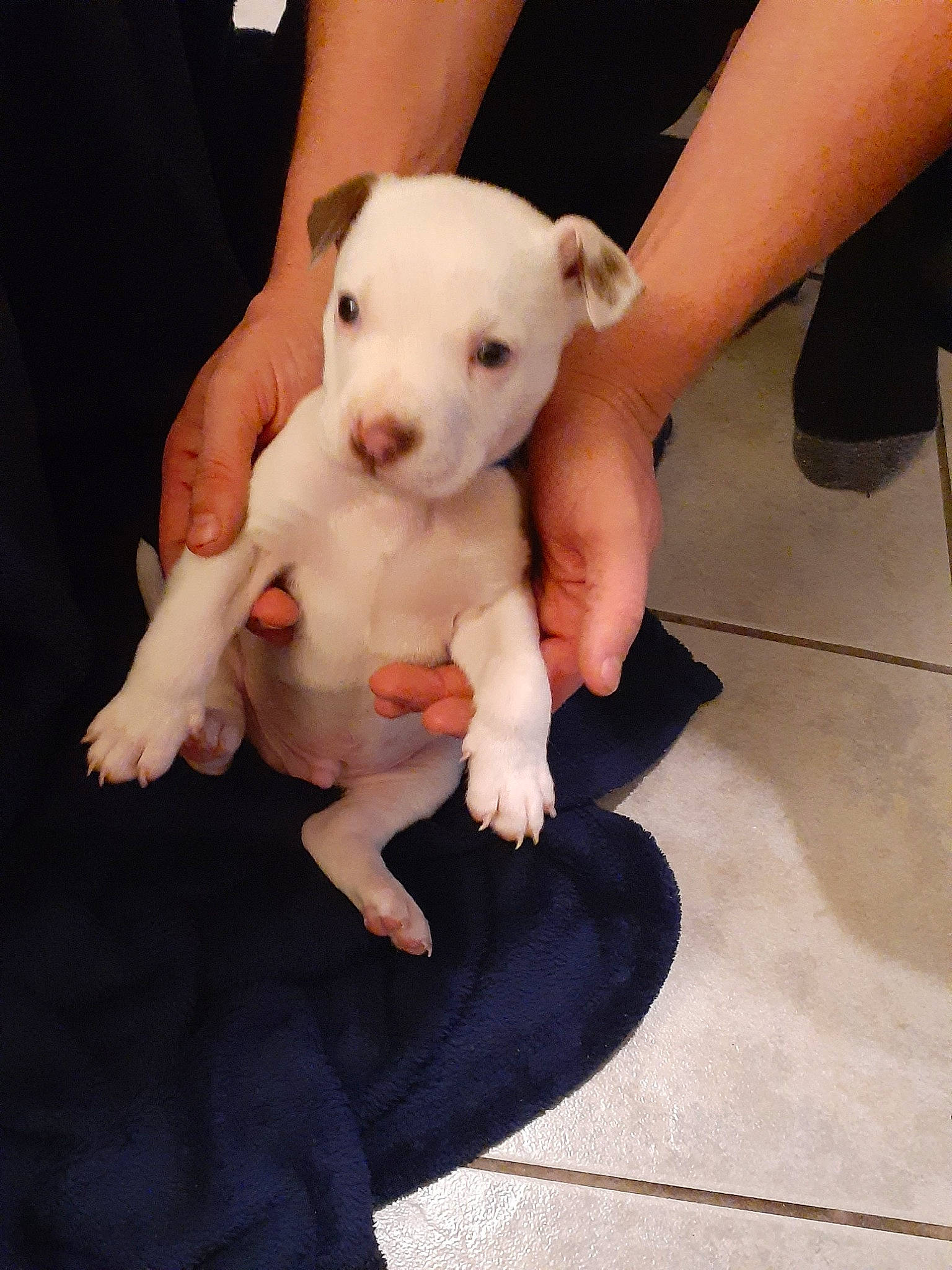 Opie joined the competition — help win amazing prizes! carnivore, comfort, companion_dog, dog, dog_breed, fawn, finger, flooring, foot, human_leg, joint, knee, leg, nail, snout, tail, thigh, toy, toy_dog, working_animal