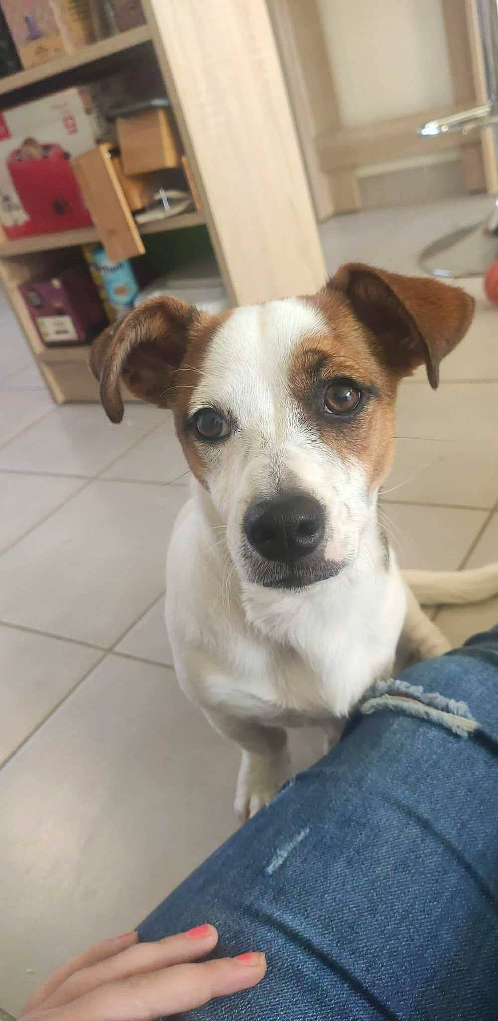 Yoko a rejoint le concours — aidez-le/la à gagner de superbes lots ! canidae, carnivore, collar, companion_dog, dog, dog_breed, fawn, flooring, fur, irishjacks, small_terrier, snout, sporting_group, street_dog, terrestrial_animal, terrier, tile_flooring, whiskers, working_animal