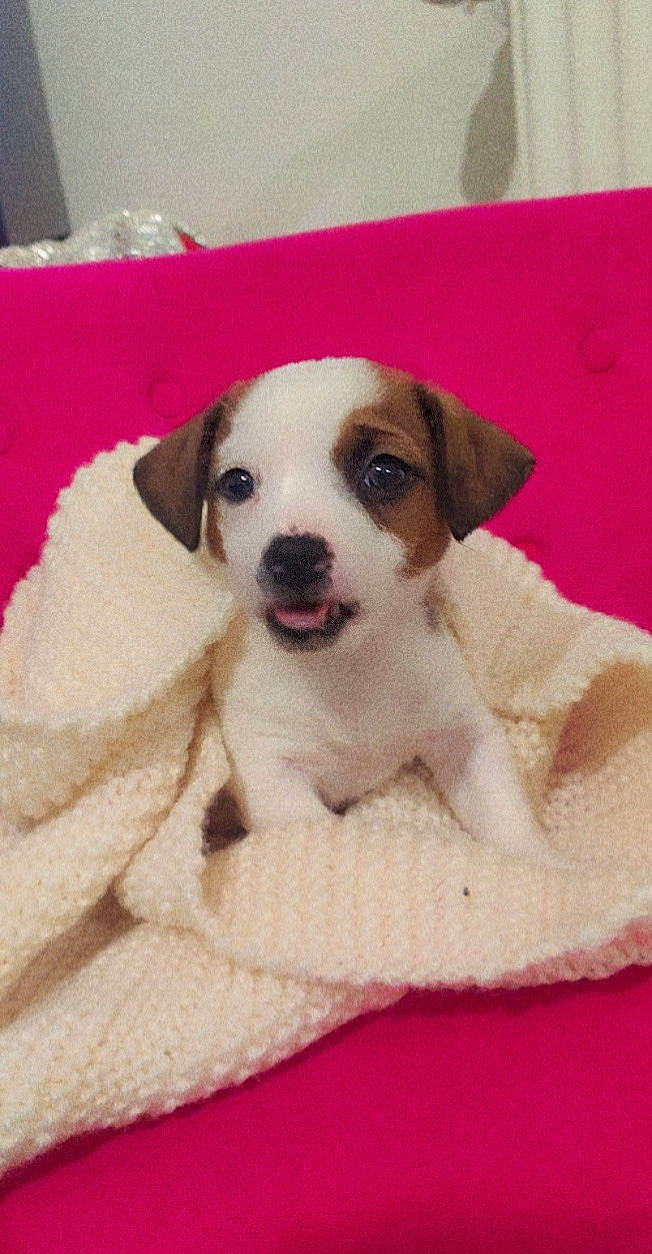 Yoko participe au concours pour gagner de l'argent avec cette photo : canidae, carnivore, collar, comfort, companion_dog, dog, dog_bed, dog_breed, dog_supply, fawn, fur, linens, non_sporting_group, paw, pet_supply, puppy_love, snout, sporting_group, whiskers, working_animal