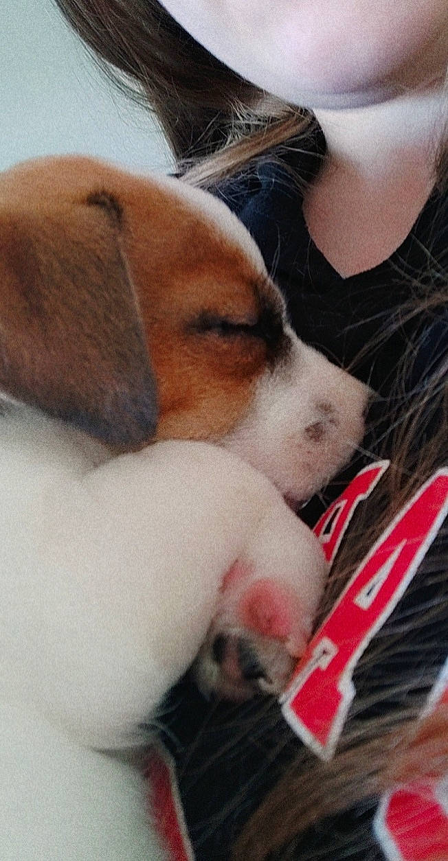 Yoko a rejoint le concours — aidez-le/la à gagner de superbes lots ! beagle, beagle_harrier, canidae, carnivore, collar, comfort, companion_dog, dog, dog_breed, fawn, fur, hound, mammal, paw, puppy_love, scent_hound, snout, sporting_group, vertebrate, whiskers