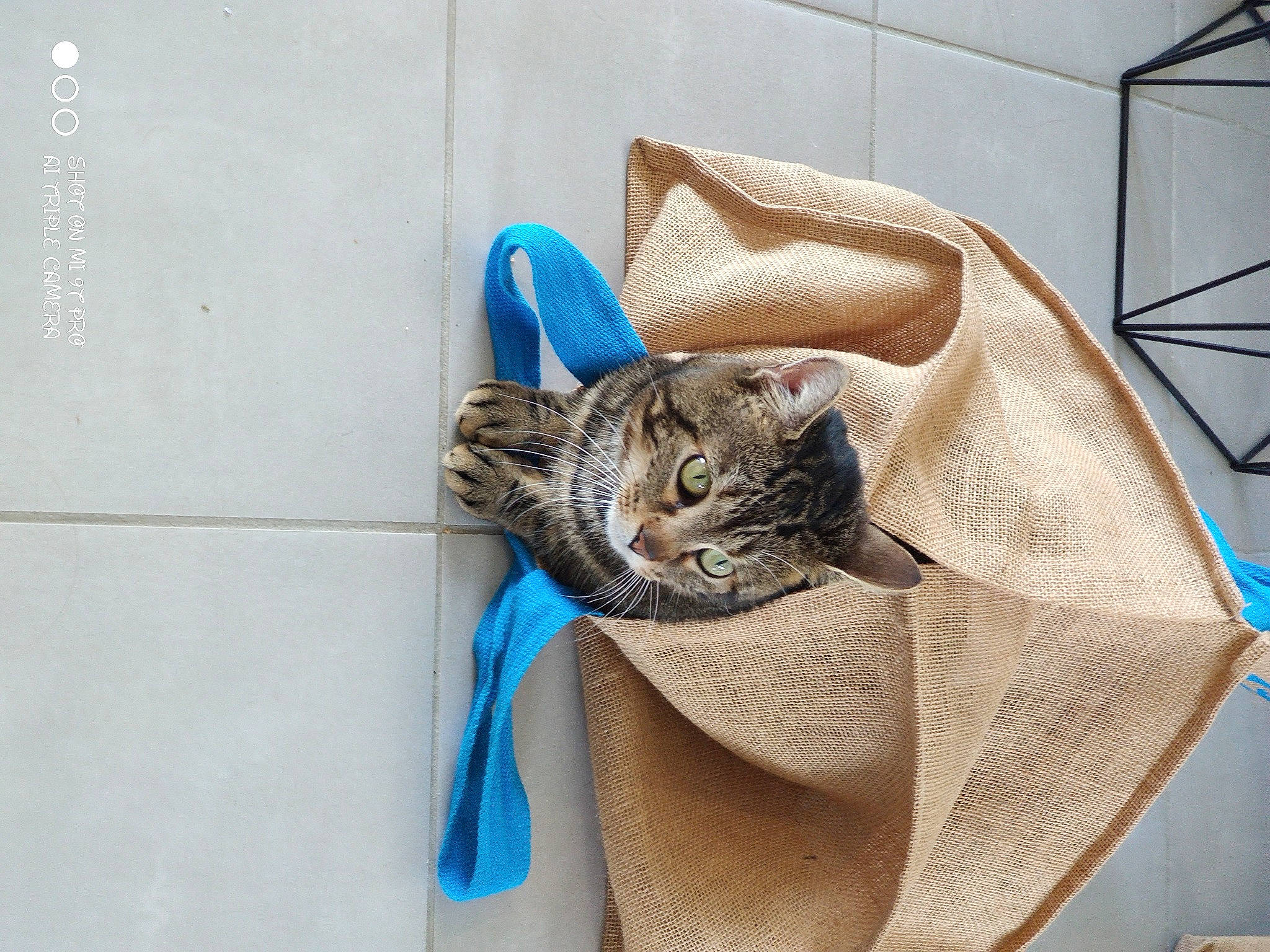 Guess a rejoint le concours — aidez-le/la à gagner de superbes lots ! bag, carnivore, cat, comfort, domestic_short_haired_cat, electric_blue, fashion_accessory, felidae, fur, linens, mammal, pattern, small_to_medium_sized_cats, terrestrial_animal, whiskers