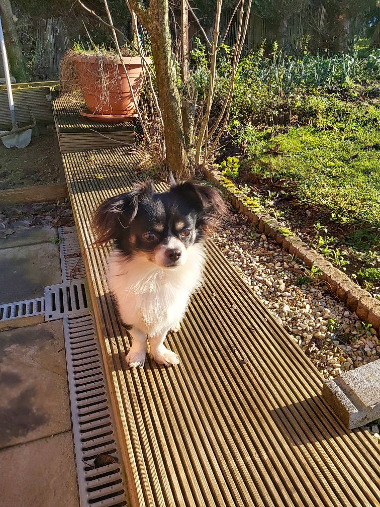 Sparrow participe au concours pour gagner de l'argent avec cette photo : carnivore, companion_dog, deck, dog, dog_breed, fawn, flooring, grass, hardwood, house, plant, porch, sporting_group, tail, terrier, tints_and_shades, toy_dog, tree, whiskers, wood