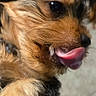 Bluey is registered to the contest to win money with this photo: dog, pet, close_up, tongue, licking, fur, animal, cute, playful, face, nose, whiskers, ears, indoor, portrait, canine, expression, young, friendly, furry