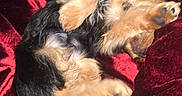 Bluey is registered to the contest to win money with this photo: dog, puppy, fur, blanket, red, pet, cute, small, cozy, sleeping, fur_texture, animal, domestic_animal, resting, paw, indoor, soft, playful, relaxed, canine
