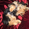 dog, puppy, fur, blanket, red, pet, cute, small, cozy, sleeping, fur_texture, animal, domestic_animal, resting, paw, indoor, soft, playful, relaxed, canine