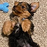 puppy, dog, carpet, indoor, toy, blue_toy, small_dog, lying_down, cute, pet, fur, ears, paws, black_fur, brown_fur, relaxed, animal, floor, playful, collar
