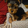 Bluey is registered to the contest to win money with this photo: puppy, dog, bed, blanket, fur, small, cute, pet, indoor, animal, cozy, soft, brown, black, ears, face, resting, home, comfort, young