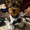 dog, puppy, small_dog, yorkshire_terrier, pet, bed, clothing, bow_tie, shirt, indoor, cute, animal, fur, ears, sitting, looking_at_camera, cozy, bedroom, toys, blanket