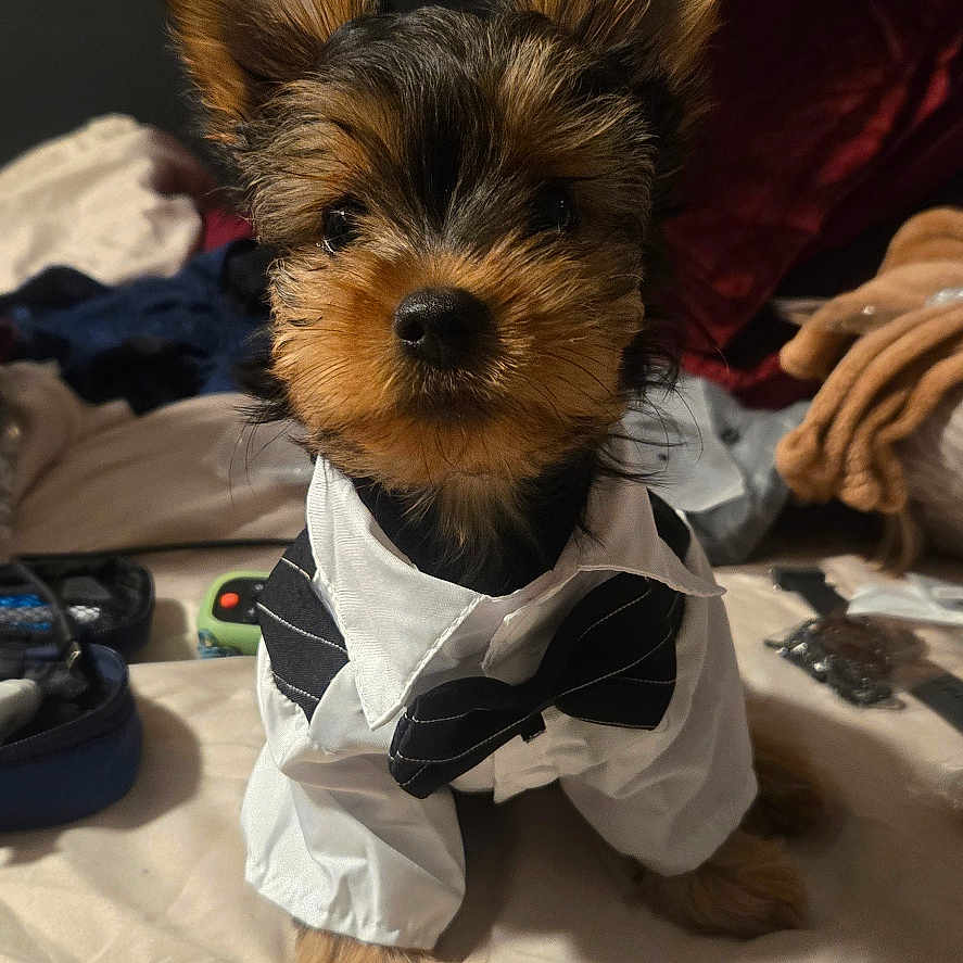 Bluey joined the competition — help win amazing prizes! dog, puppy, small_dog, yorkshire_terrier, pet, bed, clothing, bow_tie, shirt, indoor, cute, animal, fur, ears, sitting, looking_at_camera, cozy, bedroom, toys, blanket