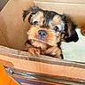 puppy, dog, cardboard_box, pet, cute, animal, fur, small, indoors, floor, curious, brown, black, closeup, young, looking, face, box, domestic_animal, canine