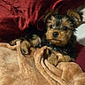 puppy, dog, blanket, bed, pillow, indoor, cute, small_dog, fur, resting, animal, cozy, pet, young_dog, collar, lying_down, comfort, adorable, mammal, home