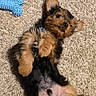 puppy, dog, carpet, toy, blue_toy, lying_down, small_dog, cute, fluffy, pet, indoor, relaxed, playful, animal, fur, brown_and_black, collar, paw, adorable, pet_toy