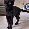 Abinus joined the competition — help win amazing prizes! black_cat, cat, pet, indoor, curious, walking, feline, animal, living_room, couch, pillow, curtains, domestic_cat, whiskers, fur, table, eyes, tail, collar, cozy