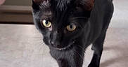 Abinus is registered to the contest to win money with this photo: black_cat, cat, indoor, pet, feline, walking, yellow_eyes, curtains, window_air_conditioner, cushions, furniture, home, domestic_animal, whiskers, tail, fur, close_up, animal, looking, floor
