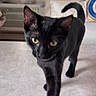 black_cat, cat, indoor, pet, feline, walking, yellow_eyes, curtains, window_air_conditioner, cushions, furniture, home, domestic_animal, whiskers, tail, fur, close_up, animal, looking, floor