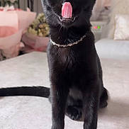 Abinus joined the competition — help win amazing prizes! cat, black_cat, pet, animal, tongue_out, wide_eyes, necklace, sitting, indoor, home, furniture, flowers, decor, cute, curious, feline, portrait, soft_light, close_up, cozy