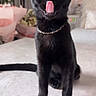 cat, black_cat, pet, animal, tongue_out, wide_eyes, necklace, sitting, indoor, home, furniture, flowers, decor, cute, curious, feline, portrait, soft_light, close_up, cozy
