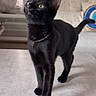 Abinus joined the competition — help win amazing prizes! black_cat, cat, pet, indoor, feline, curious, walking, domestic_animal, animal, fur, whiskers, tail, ears, eyes, collar, home, couch, cushion, curtain, floor