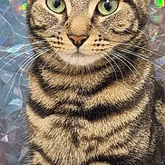 Nala is registered to the contest to win money with this photo: cat, tabby_cat, green_eyes, close_up, portrait, animal, pet, feline, whiskers, ears, fur, striped, sitting, indoors, background, shimmering, holographic, cute, curious, alert
