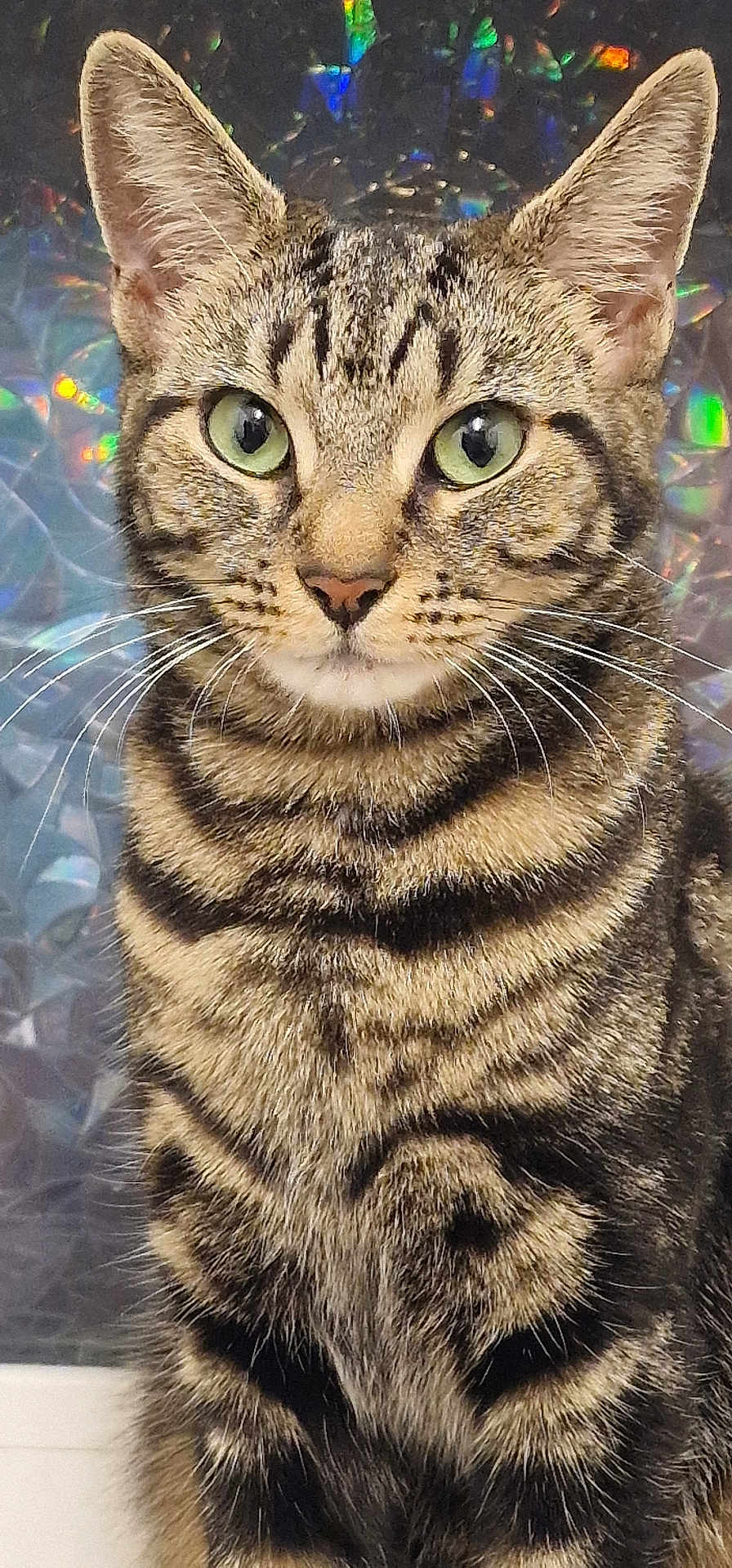 Nala is registered to the contest to win money with this photo: cat, tabby_cat, green_eyes, close_up, portrait, animal, pet, feline, whiskers, ears, fur, striped, sitting, indoors, background, shimmering, holographic, cute, curious, alert