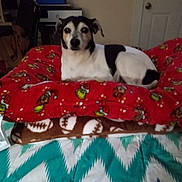 Bones is registered to the contest to win money with this photo: animal, bed, black_and_white_dog, blanket, brown_blanket, canine, cartoon_pattern, cozy, dog, domestic, door, football_pattern, furniture, home, indoor, lying_down, pet, red_blanket, resting, white_wall
