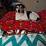 dog, bed, blanket, red_blanket, brown_blanket, football_pattern, cartoon_pattern, indoor, furniture, door, white_wall, black_and_white_dog, resting, pet, cozy, home, animal, canine, lying_down, domestic