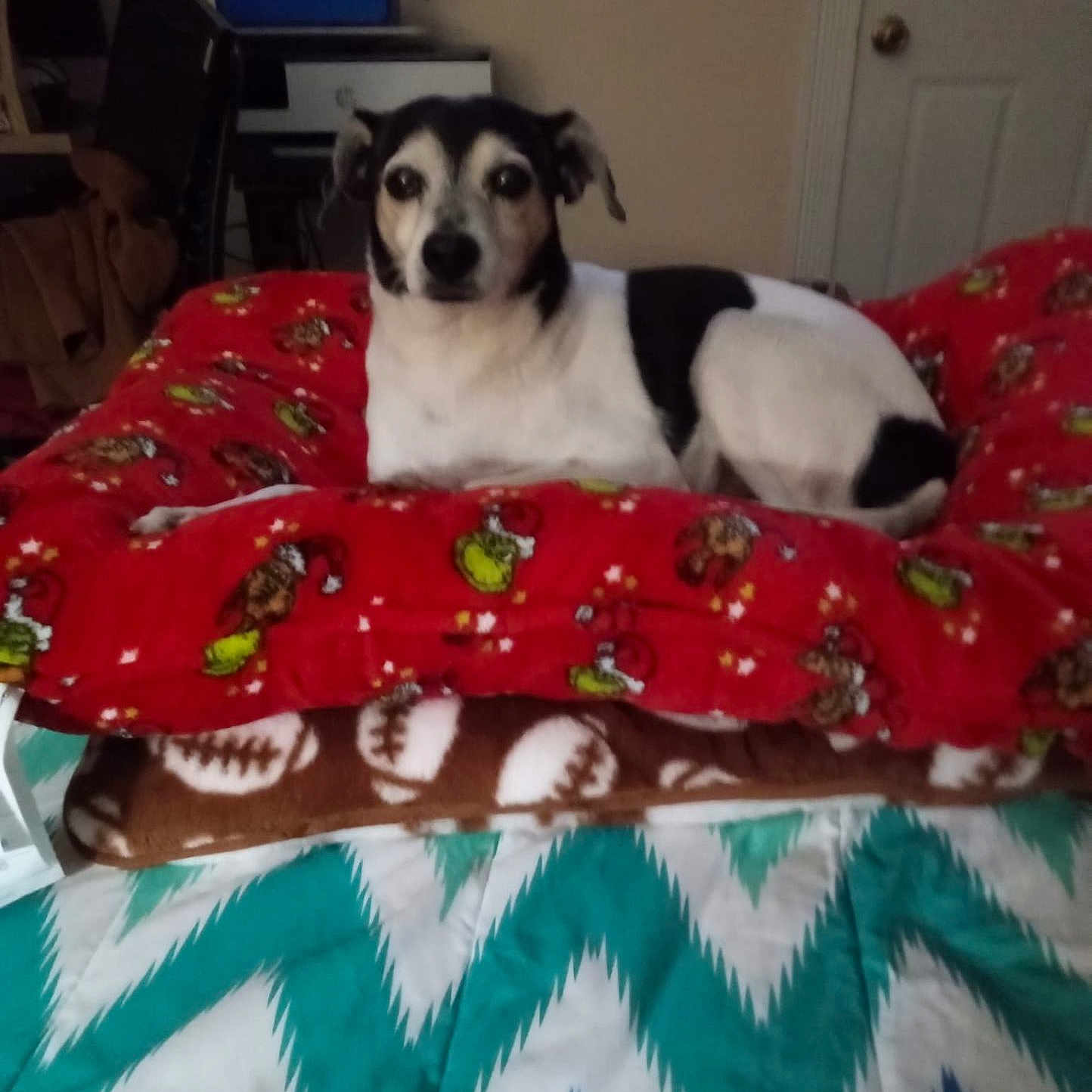 Bones is registered to the contest to win money with this photo: animal, bed, black_and_white_dog, blanket, brown_blanket, canine, cartoon_pattern, cozy, dog, domestic, door, football_pattern, furniture, home, indoor, lying_down, pet, red_blanket, resting, white_wall