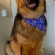 Remi is registered to the contest to win money with this photo: alert, bandana, black_fur, blue_bandana, brown_fur, cabinet, canine, companion, decorations, dog, fireworks_pattern, fluffy_surface, german_shepherd, happy, home, indoor, long_fur, pet, portrait, sitting