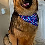 alert, bandana, black_fur, blue_bandana, brown_fur, cabinet, canine, companion, decorations, dog, fireworks_pattern, fluffy_surface, german_shepherd, happy, home, indoor, long_fur, pet, portrait, sitting