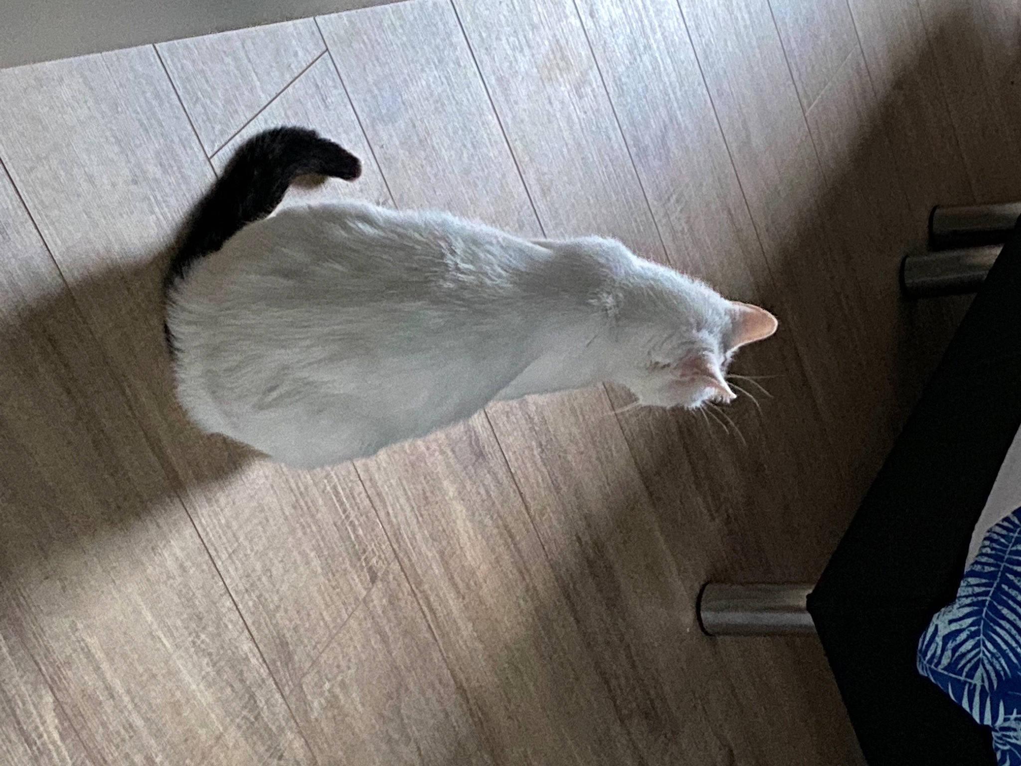 Lucien participe au concours pour gagner de l'argent avec cette photo : carnivore, cat, comfort, domestic_short_haired_cat, felidae, floor, flooring, fur, grey, hardwood, laminate_flooring, paw, small_to_medium_sized_cats, snout, tail, varnish, whiskers, wood, wood_flooring, wood_stain