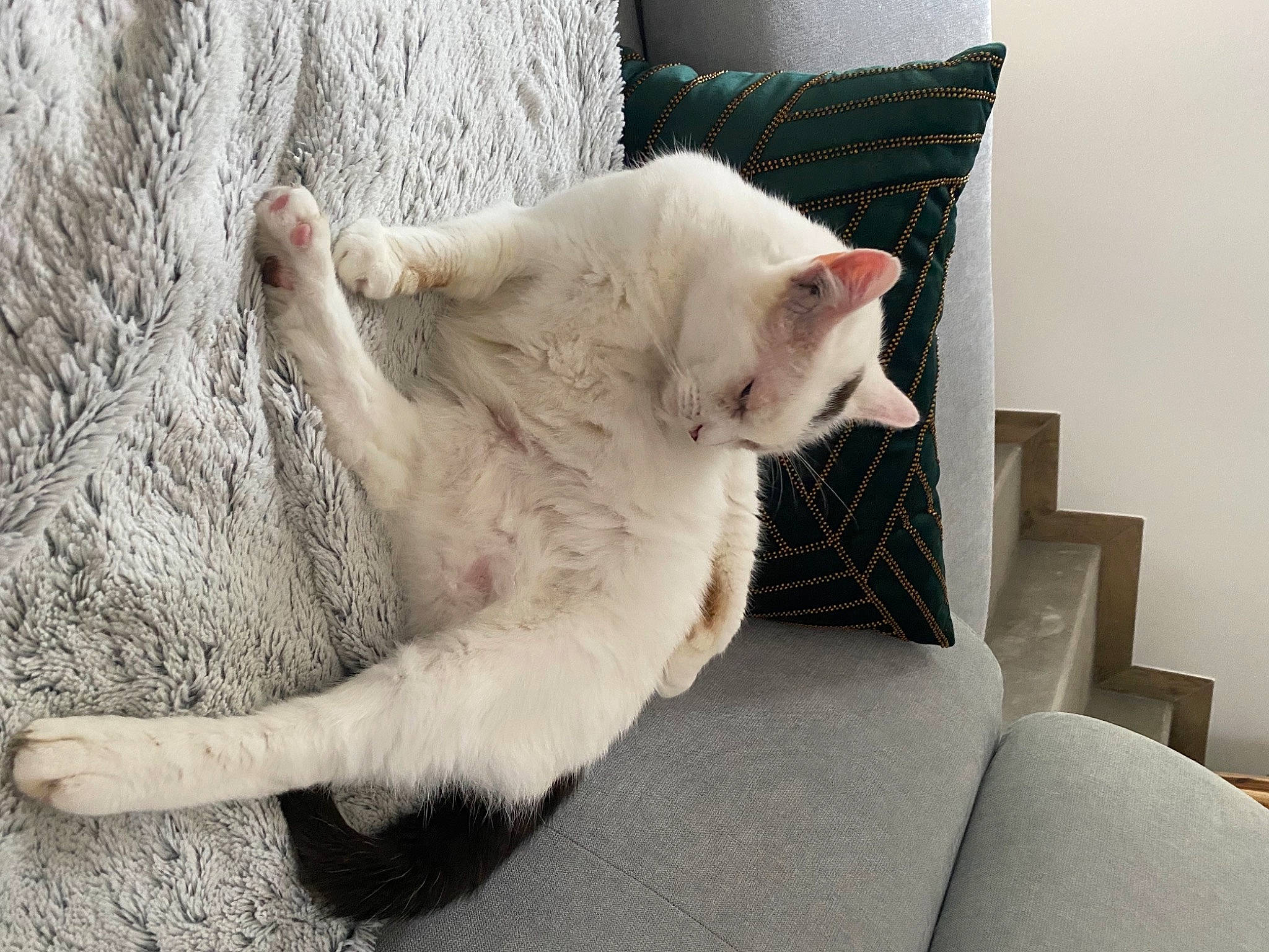 Lucien participe au concours pour gagner de l'argent avec cette photo : canidae, carnivore, cat, comfort, couch, domestic_short_haired_cat, fawn, felidae, foot, fur, grey, linens, paw, pillow, small_to_medium_sized_cats, snout, tail, throw_pillow, whiskers, wood