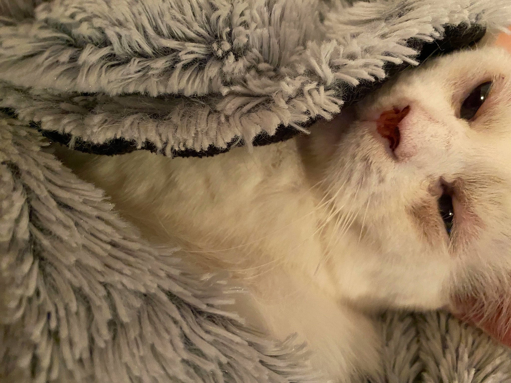 Lucien a rejoint le concours — aidez-le/la à gagner de superbes lots ! bird_of_prey, canidae, carnivore, claw, close_up, companion_dog, dog_breed, eyelash, falconiformes, fang, feather, felidae, fur, paw, small_to_medium_sized_cats, snout, sporting_group, terrestrial_animal, whiskers, wildlife