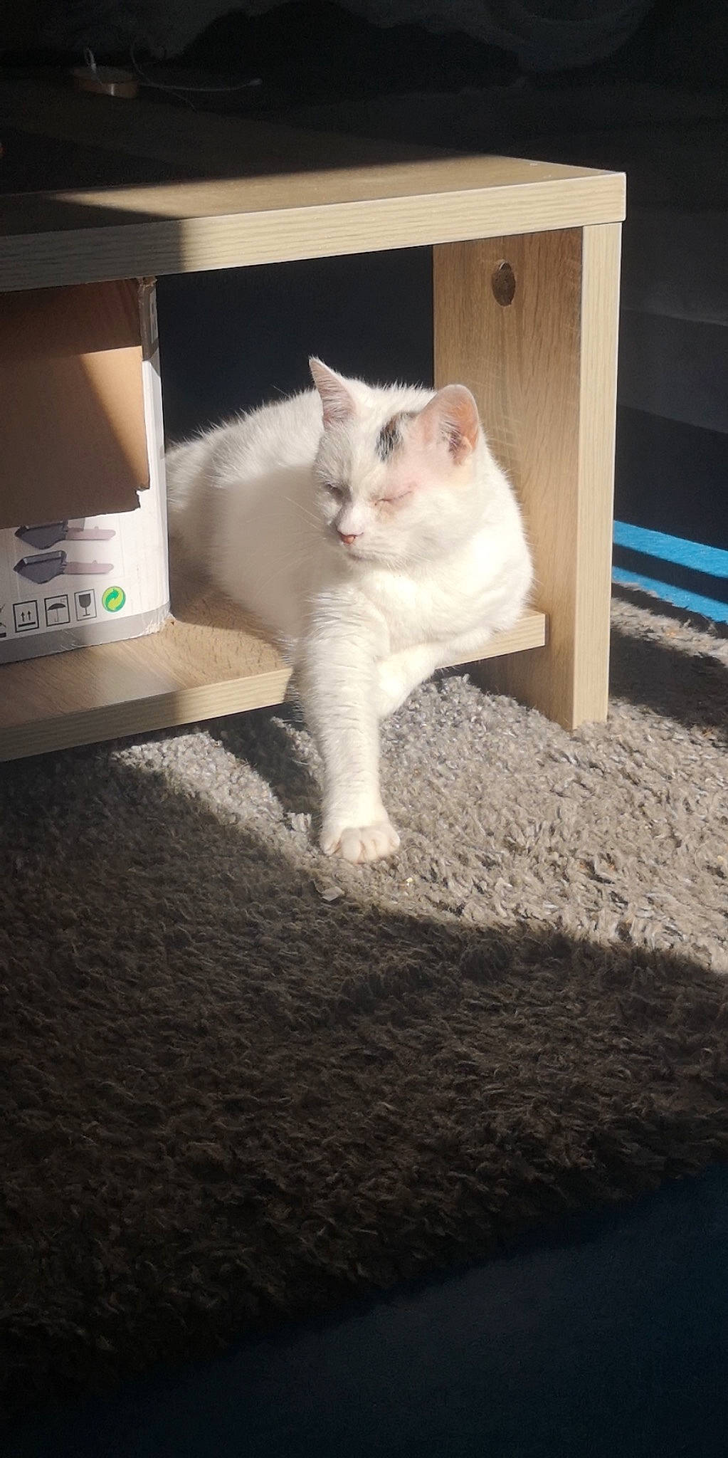 Lucien participe au concours pour gagner de l'argent avec cette photo : box, carnivore, cat, comfort, domestic_short_haired_cat, fawn, felidae, flooring, fur, hardwood, paper_towel, paw, sitting, small_to_medium_sized_cats, snout, tail, whiskers, wood