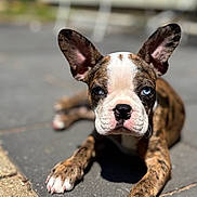 Rubi is registered to the contest to win money with this photo: animal, blue_eyes, brindle, close_up, curious, cute, dog, ears, focus, friendly, lying_down, nature, outdoor, pavement, pet, portrait, puppy, small, sunlight, young_dog