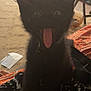 black_cat, kitten, tongue_out, indoor, furniture, laundry_basket, carpet, chair, table, blanket, mask, floor, pet, animal, cute, expression, domestic, playful, young_cat, home