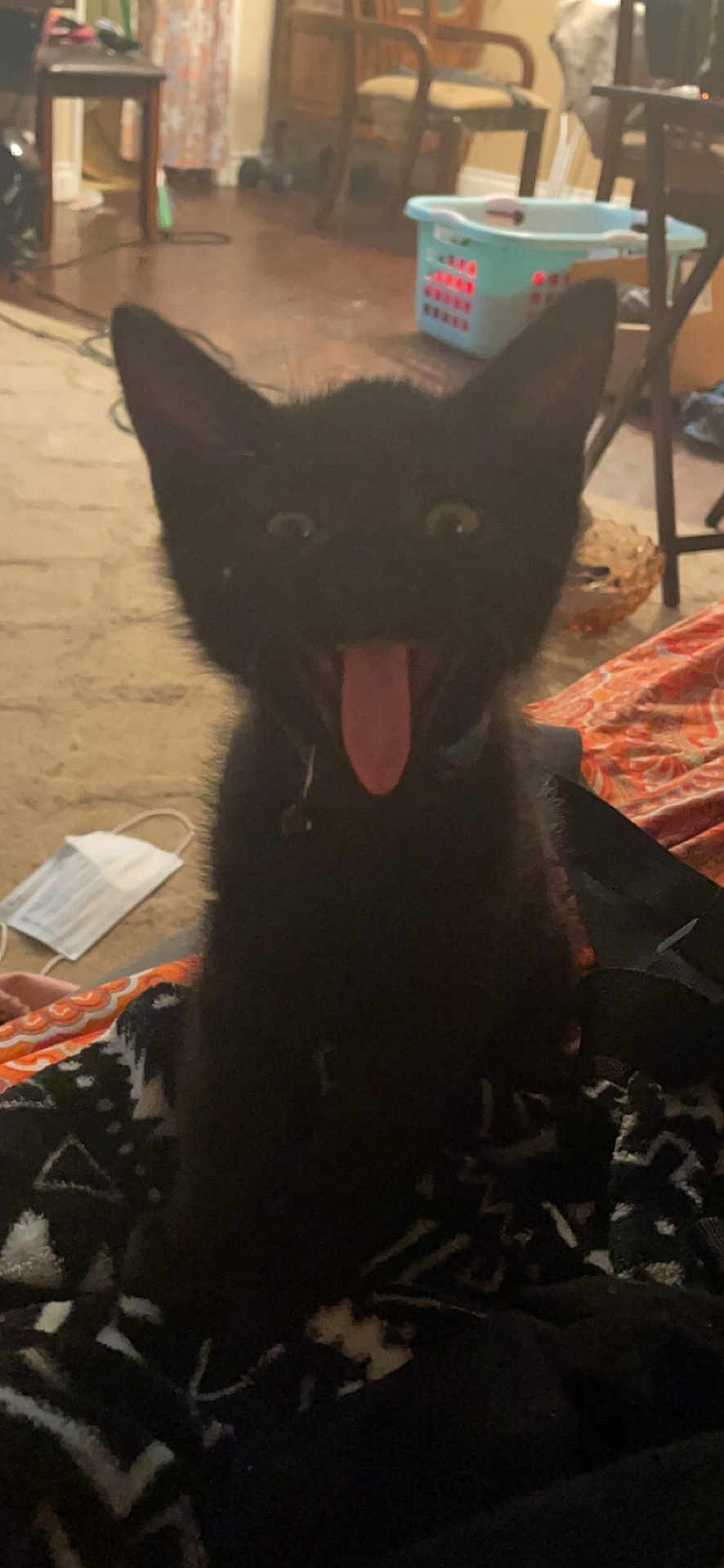 Panther is registered to the contest to win money with this photo: black_cat, kitten, tongue_out, indoor, furniture, laundry_basket, carpet, chair, table, blanket, mask, floor, pet, animal, cute, expression, domestic, playful, young_cat, home