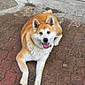 dog, shiba_inu, pet, animal, fluffy, orange_and_white, pointy_ears, curled_tail, happy, smiling, open_mouth, tongue, lying_down, paws, outdoor, pavement, brick, garage, portrait, companion