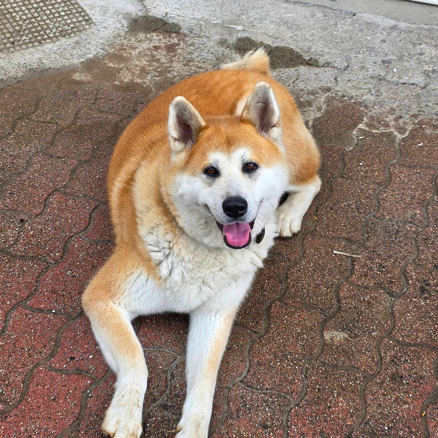 Uska participe au concours pour gagner de l'argent avec cette photo : dog, shiba_inu, pet, animal, fluffy, orange_and_white, pointy_ears, curled_tail, happy, smiling, open_mouth, tongue, lying_down, paws, outdoor, pavement, brick, garage, portrait, companion