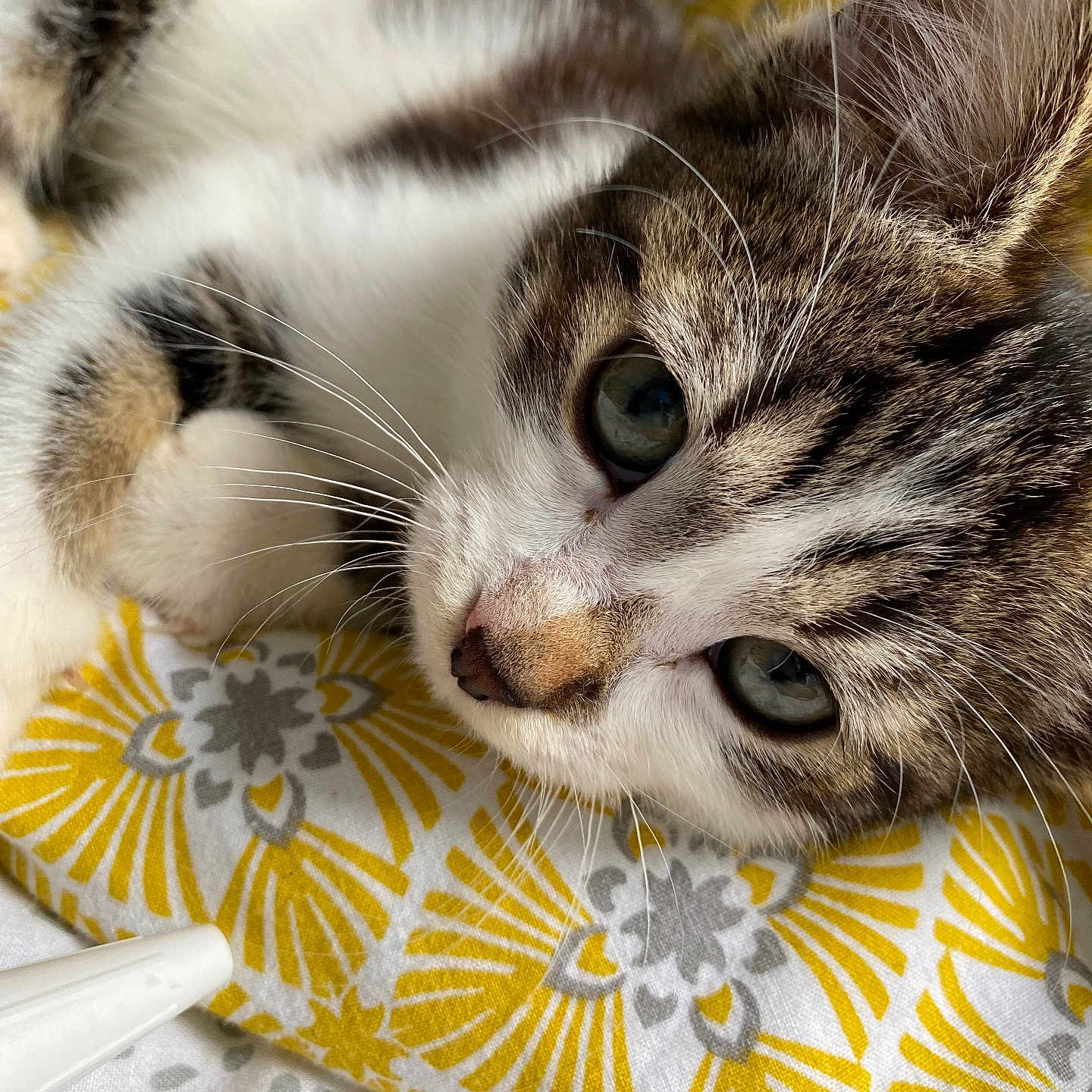 Simba participe au concours pour gagner de l'argent avec cette photo : abyssinian, animal, blanket, cat, couch, cushion, furniture, homedecor, kitten, manx, person, pet, quilt, siamese, sleeping, towel