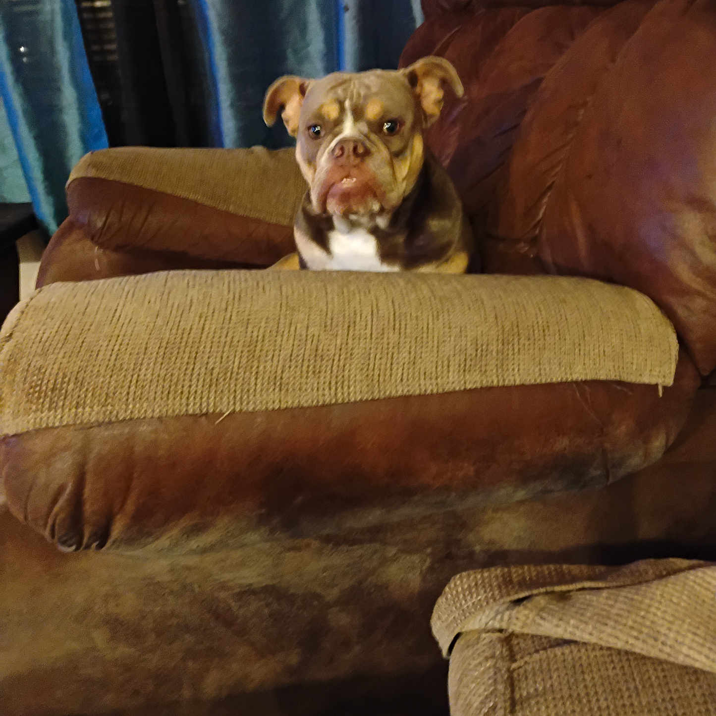 Tully joined the competition — help win amazing prizes! animal, armrest, brown_couch, canine, comfortable, curtains, dog, domestic, ears, expression, face, furniture, home, indoor, living_room, looking, pet, resting, seated, upclose