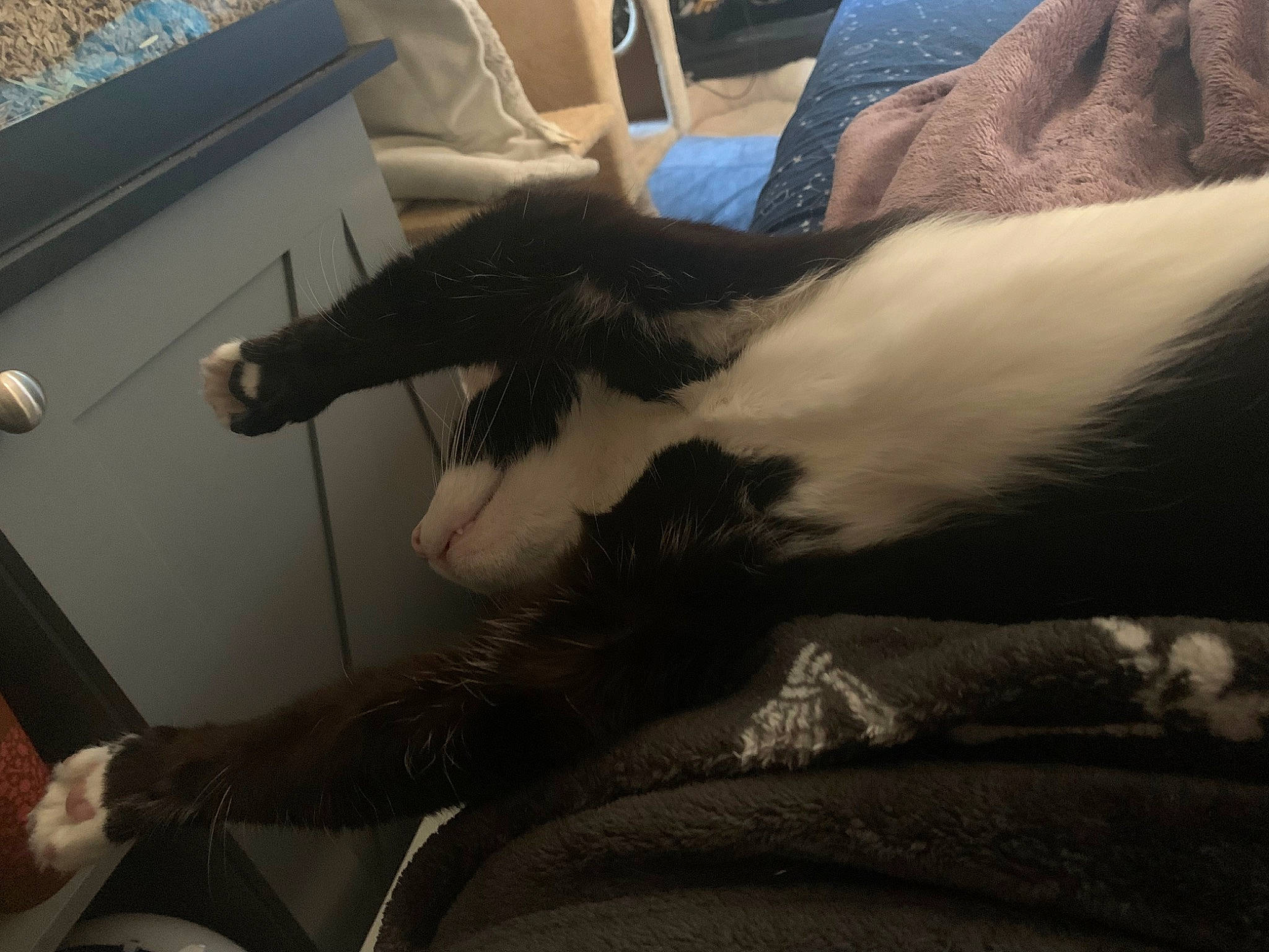 Beerus is registered to the contest to win money with this photo: carnivore, cat, comfort, couch, elbow, felidae, finger, gesture, glove, hand, human_leg, joint, knee, lap, mammal, small_to_medium_sized_cats, tail, textile, thigh, wrist