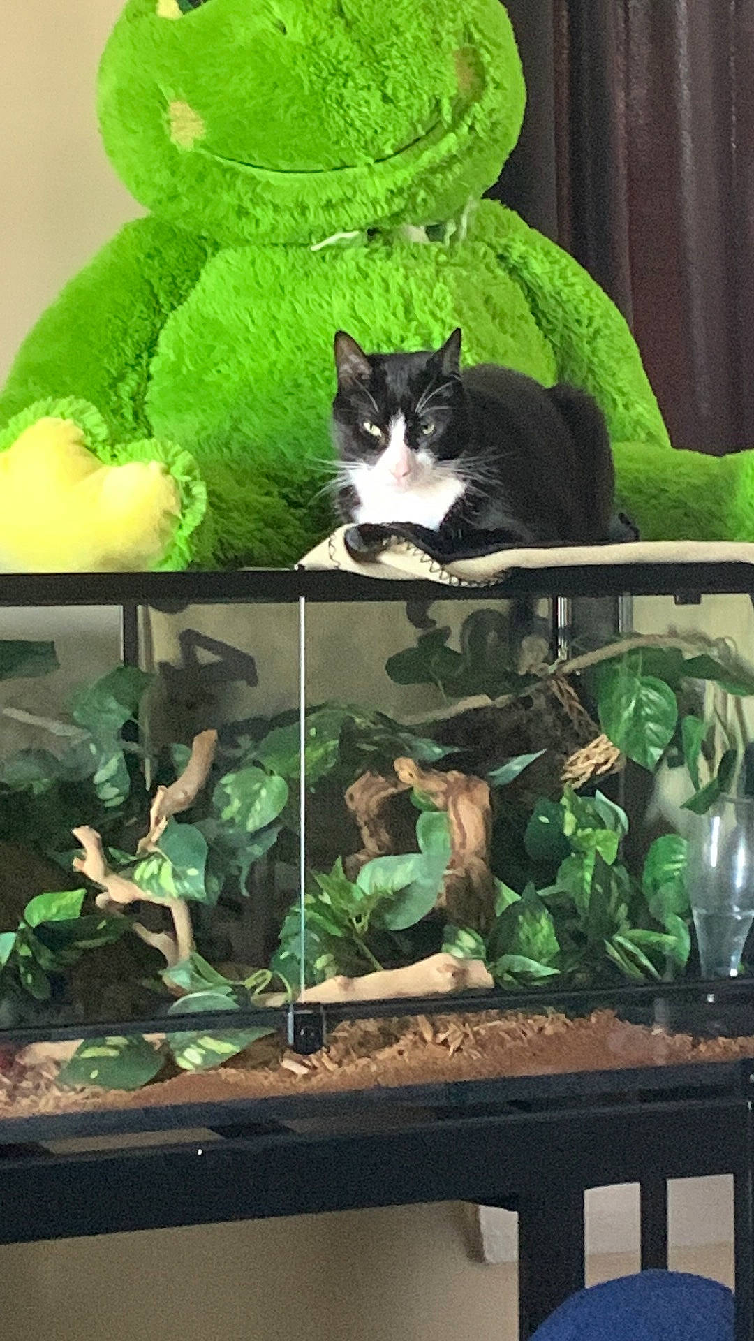 Beerus joined the competition — help win amazing prizes! carnivore, cat, cat_supply, comfort, felidae, fur, grass, green, herb, leaf, linens, organism, plant, room, small_to_medium_sized_cats, tail, terrestrial_plant, tree, vertebrate, whiskers