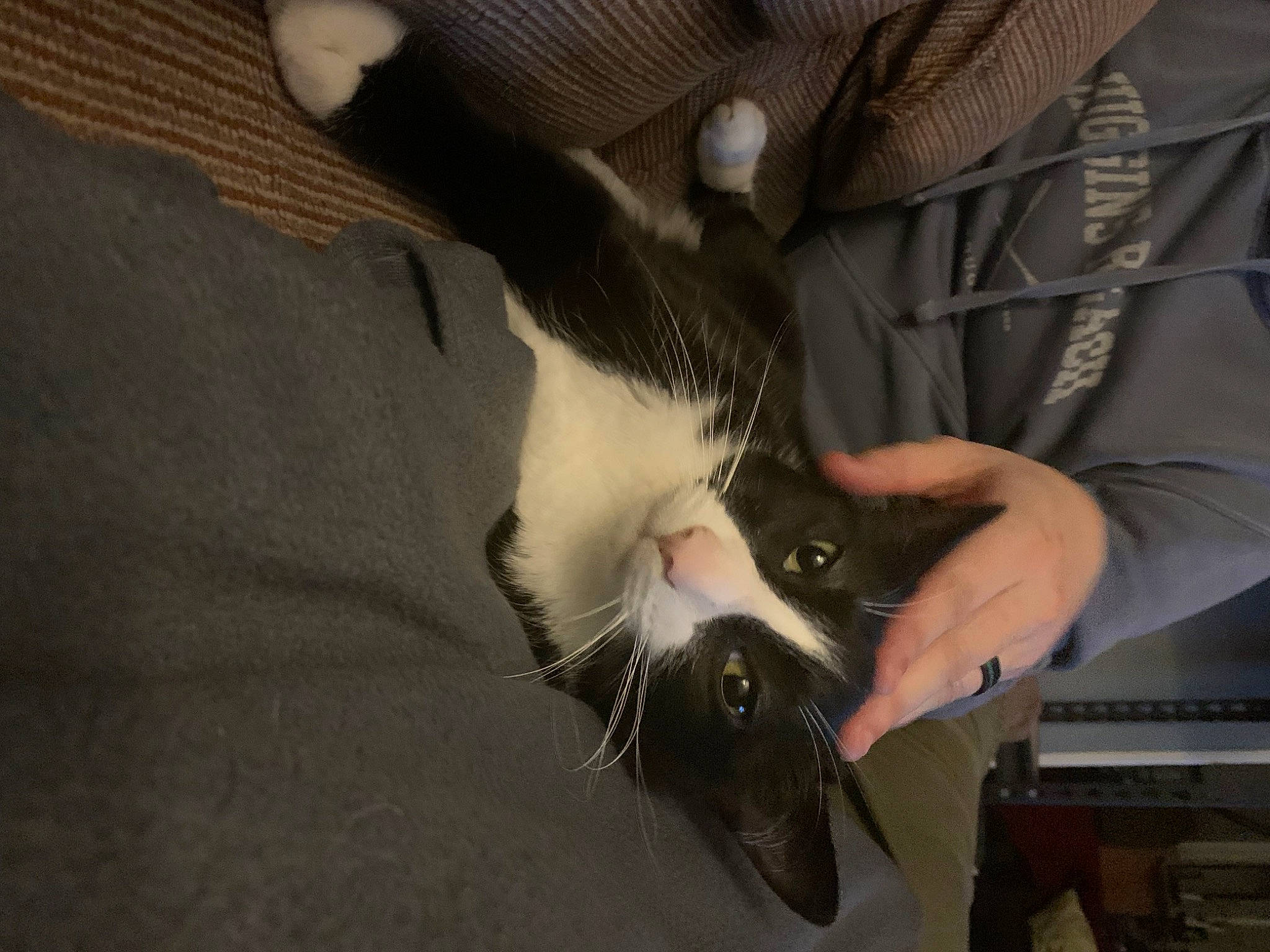 Beerus joined the competition — help win amazing prizes! carnivore, cat, claw, comfort, domestic_short_haired_cat, dress_shirt, elbow, felidae, formal_wear, fur, gesture, lap, nail, paw, small_to_medium_sized_cats, sporting_group, tail, whiskers, wrist